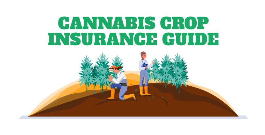 Cannabis Crop Insurance Guide | Weed Ross Insurance