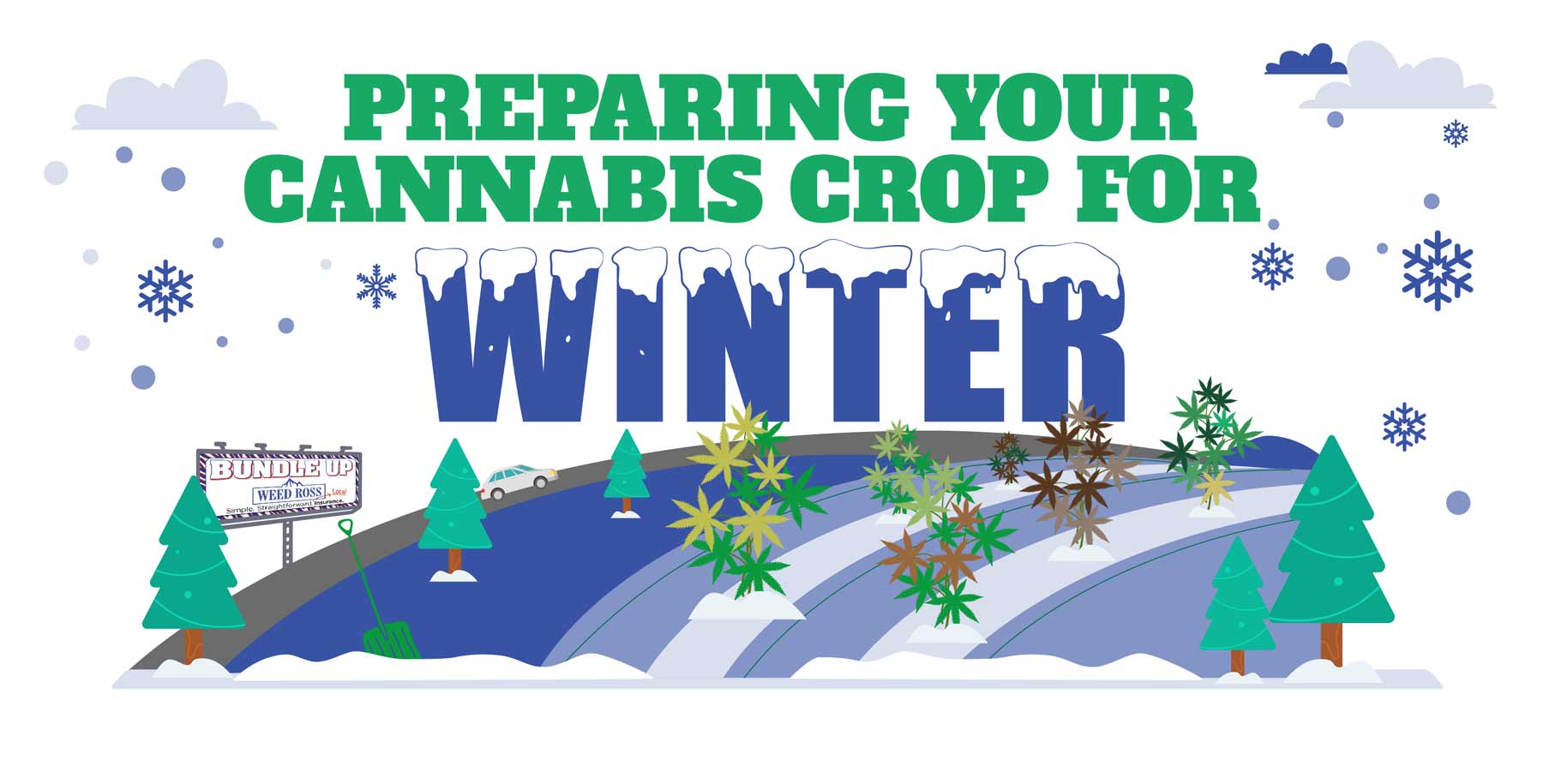 Cannabis Insurance Preparing Cannabis Crop Winter